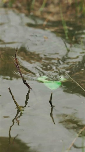 The Most Realistic Toad Topwater Lure Ever 🐸💥#ToughToad #topwaterfishing