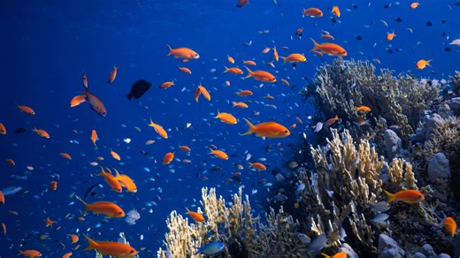 Colorful fish scattered across a lively underwater coral scene