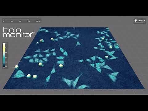 Live cell imaging of HeLa cells in JellaGel™ | HoloMonitor®