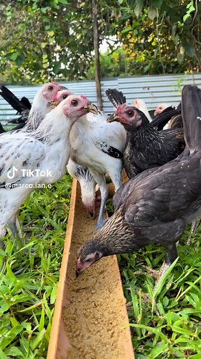 Healthy chicken 2 months old #gamefowlbreeders #manukan #manokpanabong #tiktok #viralvideo #viraltiktok #manok #battlecockproducts👊 #vitminpro #bmegintegrakakampimosapanalo #backyardchickens