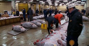 A tour of Tokyo's largest fish market
