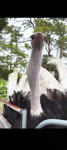 POV: Petting a Giant Ostrich! 😲🦕 #ostrich #funnyanimals #viral #shorts