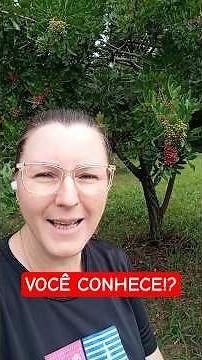 Pimenta Rosa (Aroeira) Você conhece os benefícios? Veja para que Serve