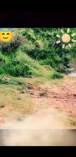 El felino más rápido,,, | Batres Jose