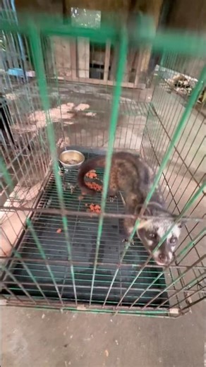 Coffee made from luwak poop #luwak #coffee #bali #indonesia #ytshorts #trending #youtubeshorts