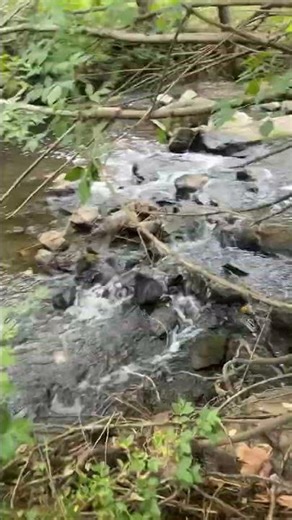 Lil carp #hiphop #rap #remix #music #fishing #aquariumfish #carp #freshwaterfish