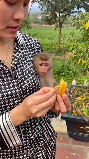 Monkey bibi latest video #cutemonkey #babymonkey #animal #monkeysoftiktok #foryou