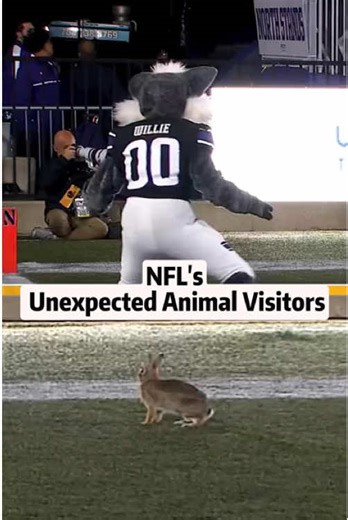 NFL Matches Surprised by Unlikely Animal Appearances