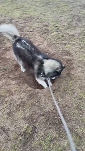 89K views · 1.9K reactions | Easily the ✨LEAST✨ chaotic Husky Walk of the week so far. ‍ . . . . . . . . . . #thehuskyarcher #husky #huskiesofinstagram #agoutihusky #siberianderpskies #pnwdogs #dogsofseattle #snowdog #huskylove #huskyphotography #siberianhusky #wolfprincessleia #pnwonderdogs #dogstagram #dogsofinstagram #seattledogs #agouti #thehuskyarcher | Siberian Derpskies | Facebook