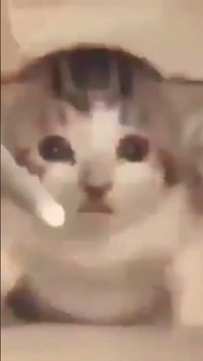 Airstrike, bomb them #cat #funny #meme #airstrike