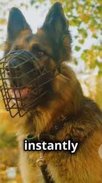 Why German Shepherds are the BEST Service Dogs