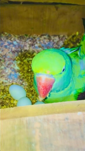 Parrot Breeding Started in Box 🐣🔥#birds #parrot #birds