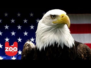 America's Greatest Animals: The Bald Eagle
