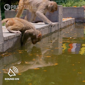 71K views · 667 reactions | It's pool time with the monkeys! #NaturePBS #Primates #Monkeys #Wildlife #Nature | Nature | PBS | Facebook