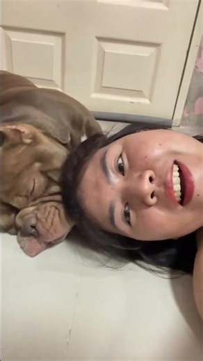 lovely #dogs #love #dogsofinstagram #beautiful #dog #instagood #puppy #cute #dogstagram#Short videos