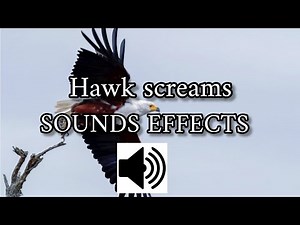 Hawk screams🦅 - Effects sounds