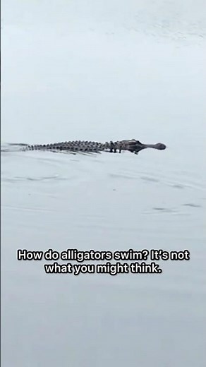 How Do Alligators SWIM? How FAST Can They Swim?? #Alligator #Swimming #Speed #How #FunFacts #Gators