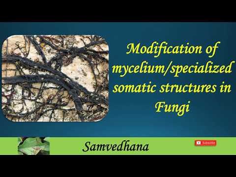 Modifications of mycelium II specialized somatic structures in Fungi II Rhizomorphs II Sclerotioum