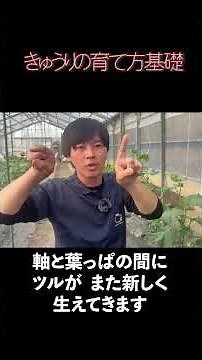[Cucumbers] Basics of growing cucumbers ①