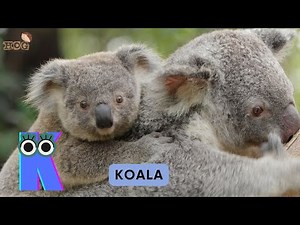 ABC Animals in Australia | Alphabets Kids song | Learn Alphabets, English and Animals for Kids (Fun)
