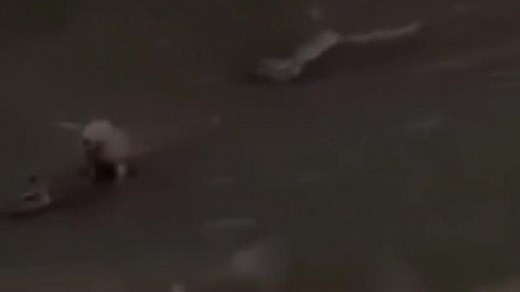 Capybara and Crocodile Interaction | Animal Friendly Encounter