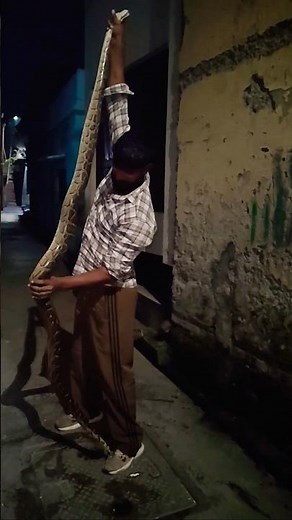 इंडियन रॉक पायथन इस अजगर सांप की लम्बाई बताओ#viral #trending #youtube #short #video