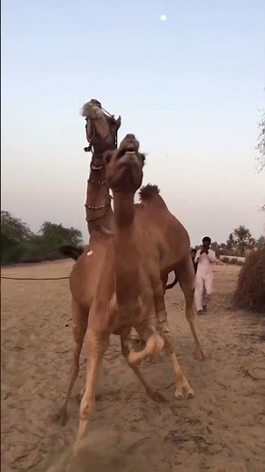 Unbelievable Camel Mating Behavior in the Wild! #camel #camel_racing #camellife #camels