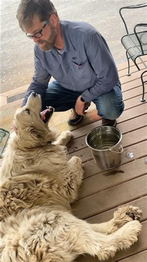 Senior Dogs Keep Escaping To Visit Grandparents l The Dodo
