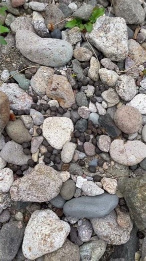 Oh, scat!!! 💩 Found elk droppings on one of my recent scouting trips.