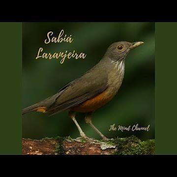 Sabiá Laranjeira