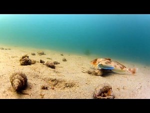 ホウボウのモデルウォーク【水中映像】