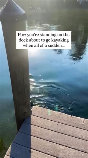 When the kayaking tour hasn’t even started yet and you see Otters swimming all around ! 😍 You know it’s going to be an unforgettable adventure. See Otters and more on a 100% clear kayaking guided tour of Rainbow River #getupandgokayaking #clearkayaking #rainbowsprings #travel | Get Up And Go Kayaking