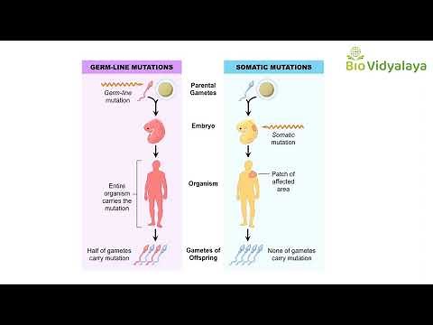 What's the difference between Germline and Somatic mutations? | Learn In a Minute | BioVidyalaya