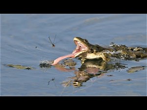 Frosch jagt Kleinlibellen / Frog chasing damselflies