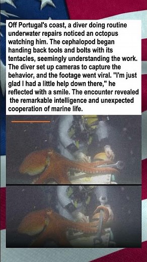 Octopus Helps Diver With Underwater Repairs