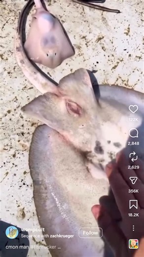 BOBI GANG on Instagram: "Nifga got fish twat on his mind I’m overly befuddled 😂😂🤦🏾‍♂️ #funny #memes #meme #funnymemes #comedy #lol #dankmemes #memesdaily #fun #love #humor #follow #funnyvideos #instagram #viral #like #instagood #lmao #dank #explorepage #tiktok #jokes #explore #cute #memepage #funnymeme #laugh #dailymemes #trending #edgymemes"