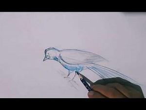 How to draw a sparrow step by step