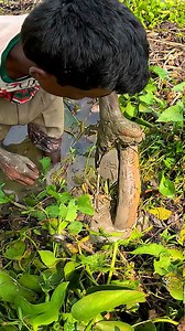 524K views · 8.8K reactions | Best Hand Fishing Video #fishinglife #fishing #fisherman #fish #village | JP Fishing | Facebook