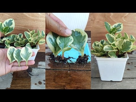 Variegated Peperomia Propagation from leaves Easy and Simple 🌿