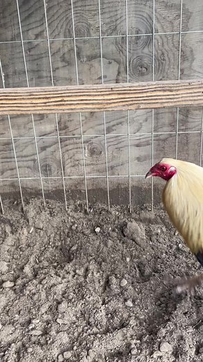 Giro x Hatch 🐦 #gallo #fino #Hatch #gamefowl #gallos #viral #Giro