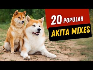 20 Most Popular AKITA Mixes You Need to Know About