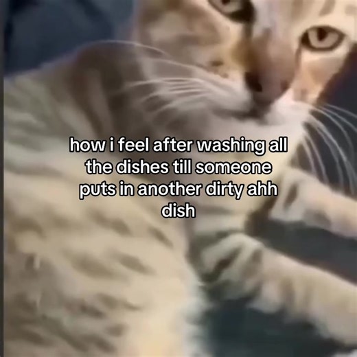 The Struggle of Dishwashing Your Cat's Mess