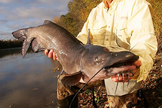 Channel Catfish Weight Conversion Chart - In-Fisherman