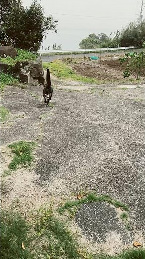 鳩もびっくりせんちゃんのスーパーダッシュ💨#全速力の猫