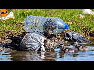 Heartbreaking Rescue of a Mother Common Loon Trapped in a Plastic Jar | Animal Rescue