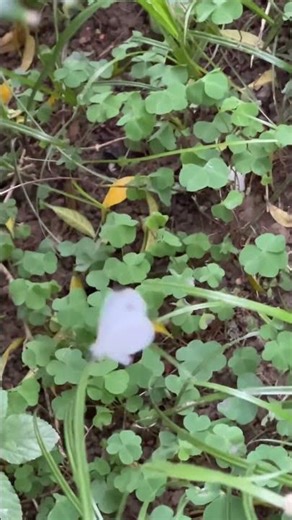 Funny butterfly 🦋 Con bướm trắng bay vui nhộn buổi chiều #butterfly #funny #conbuom #vuinhon