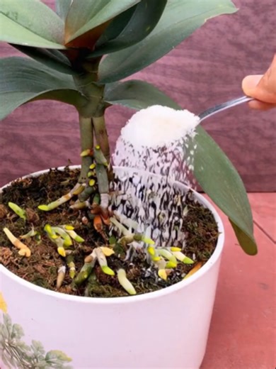 Just tried this simple trick with my struggling orchid and I can't believe what happened! Added one teaspoon of this to the soil and within weeks, the root system exploded with new growth and the most beautiful blooms I've ever seen. My friends keep asking what my secret is - sometimes the simplest solutions really do work the best.