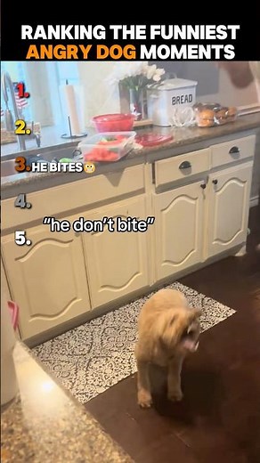 Ranking The Funniest Angry Dog Moments