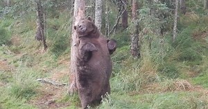 Big ol' bear spotted in the wild.