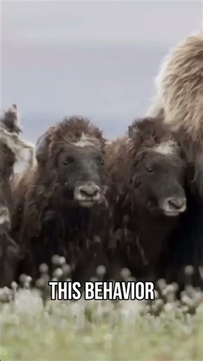 Musk Ox Defense: Unity Beats Wolves in Arctic Survival! #MuskOx #Animals #Story #Shorts